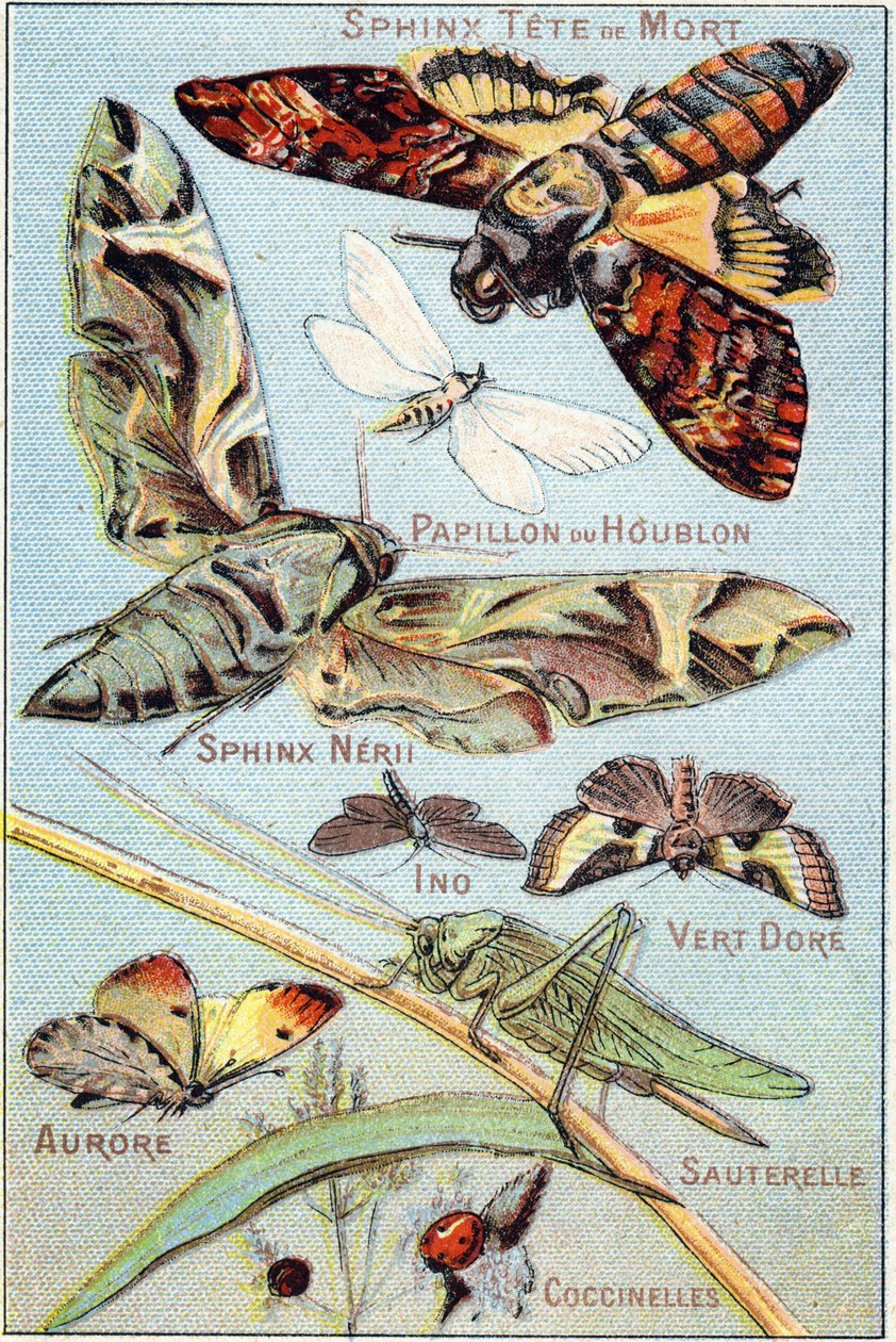 Plate 1: Skull Sphinx, Hop Butterfly, Sphinx Neri, Ino, Gold Green, Aurora, Grasshopper, Ladybirds by French School
