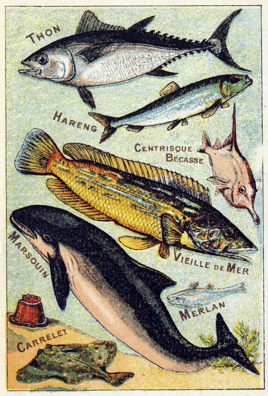 Plate 3: Tuna, Herring, Centric Beak, Old Sea, Porpoise, Whiting, Tile. Engraving in "Syllabary Alphabet of Sea and Freshwater Fish". Serie A. Pellerin et Cie, printers-publishers, Epinal, late 19th century. by French School
