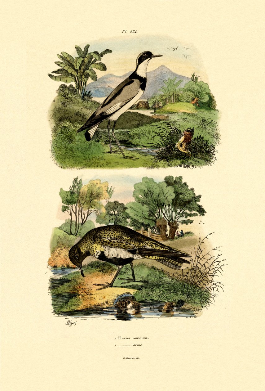 Plover by French School