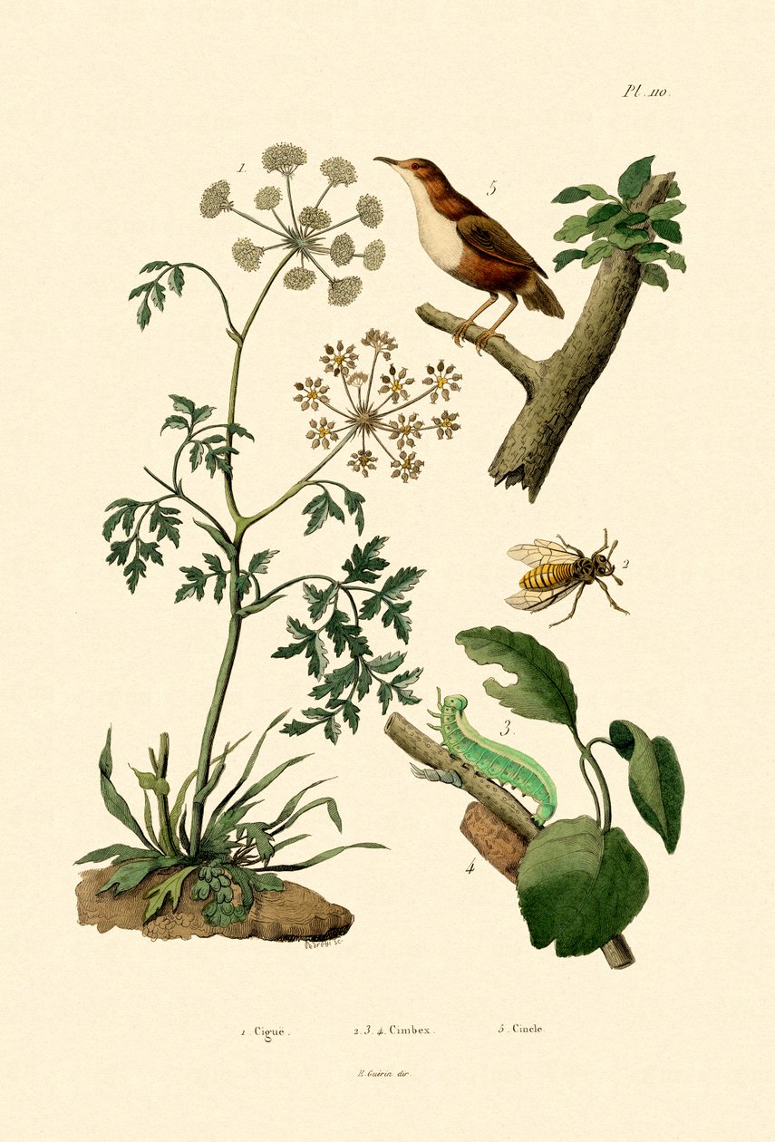 Poison Hemlock by French School