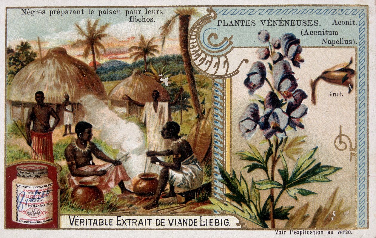 Poison plants: aconite and African preparing poison for their arrows - chromo. Liébig, late 19th century by French School