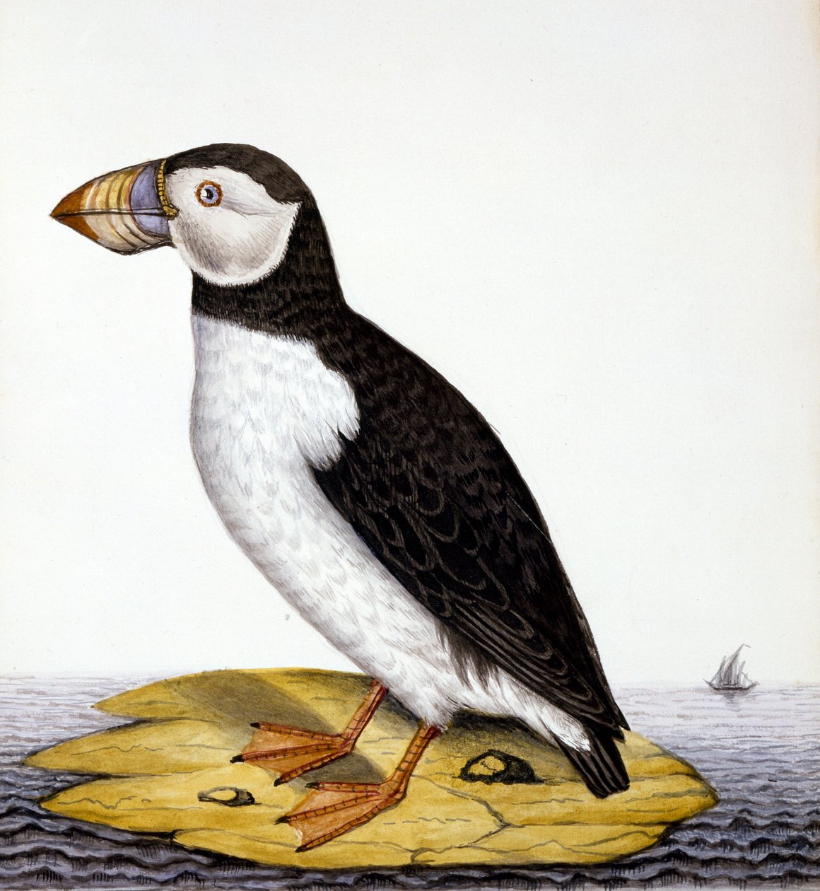Puffin, marmon fratercula, c.1840 by French School