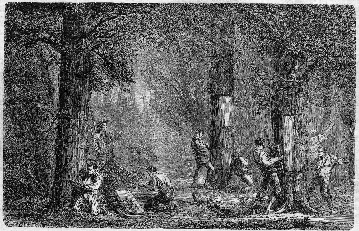 Recollection of the Bark of Cork Oak. Engraving in 