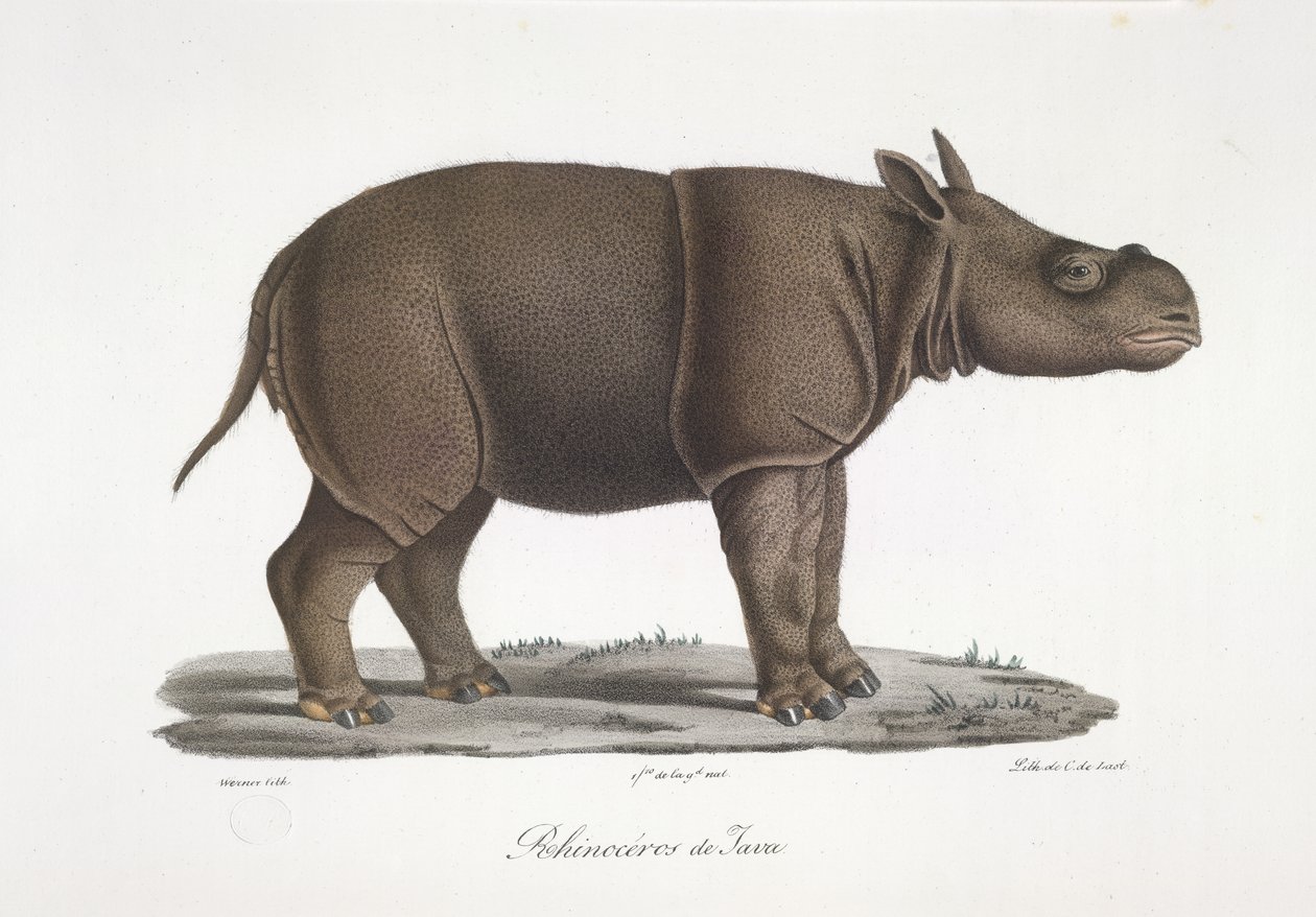 Javan rhinoceros, from Histoire Naturelle des Mammifères by French School