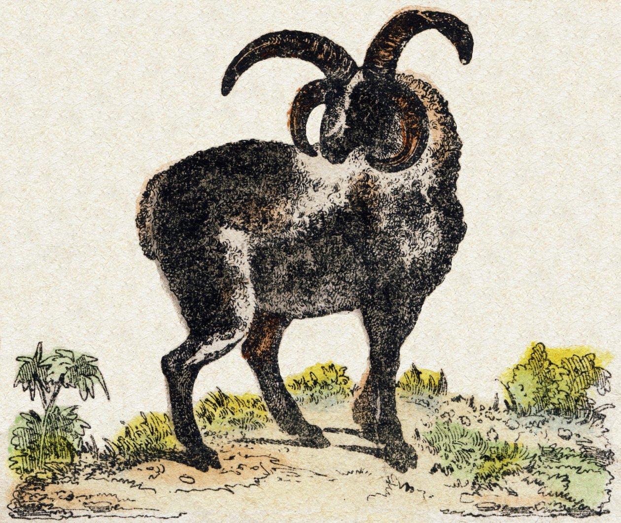 Sheep by French School