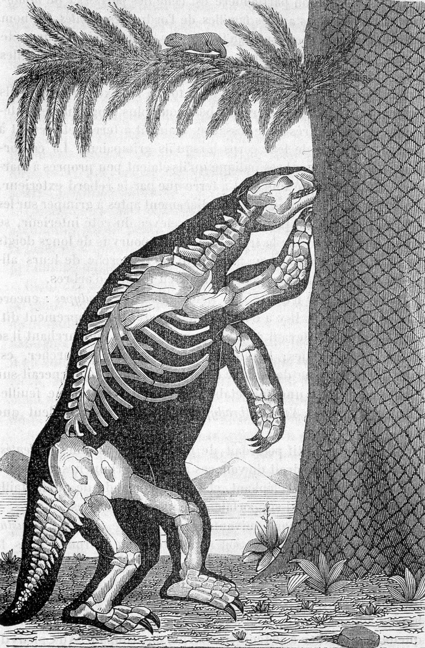 Skeleton of megatherium - in 