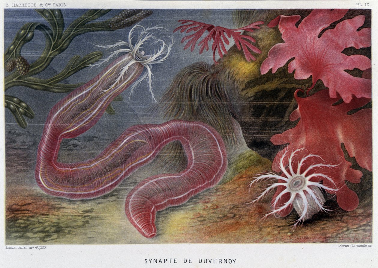 Sunapte de Duvernoy - in 