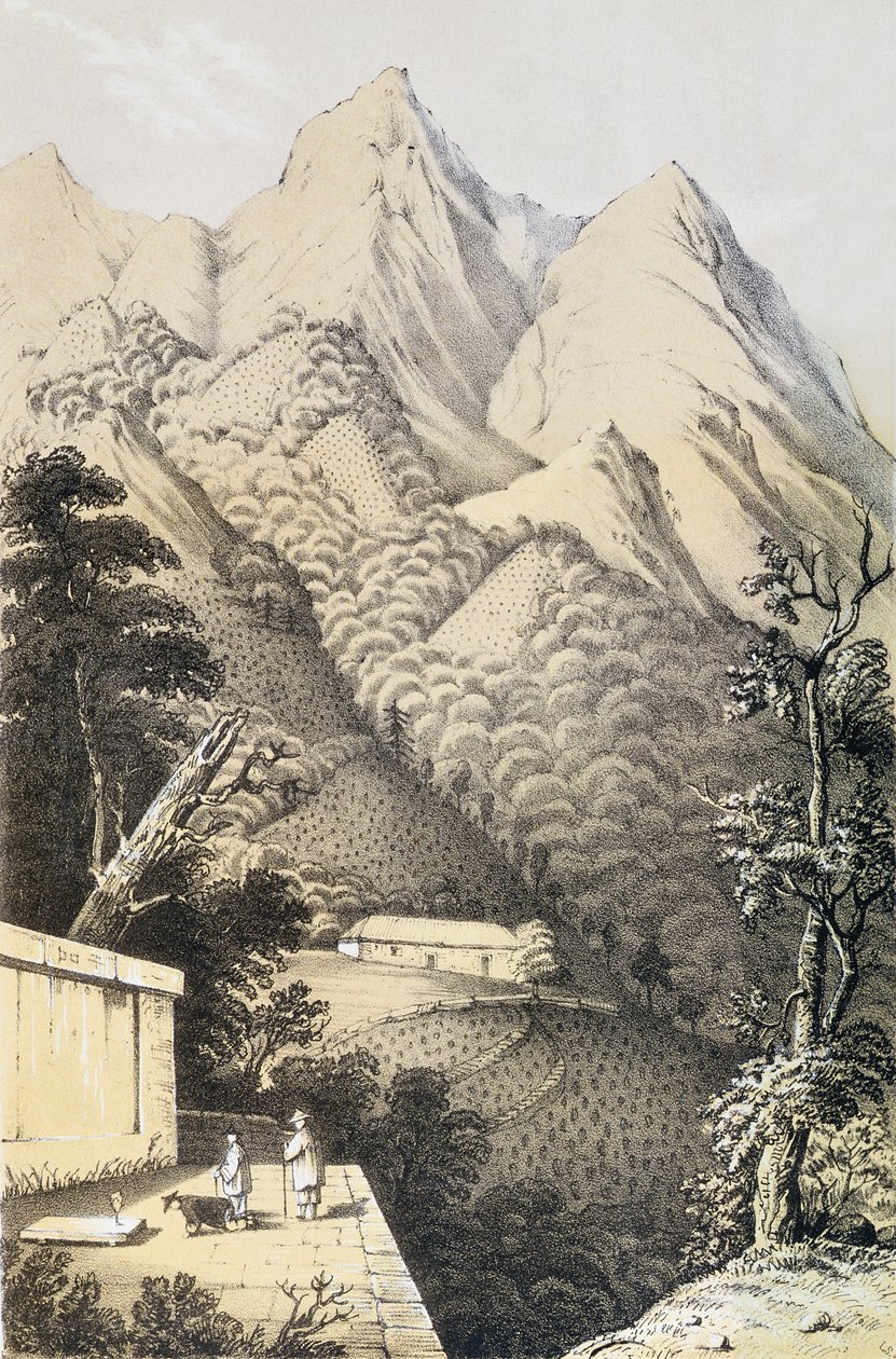 Tea Plantations in the Green Tea District of China, from A Journey to the Tea Countries of China, First Published 1852, by Robert Fortune by French School