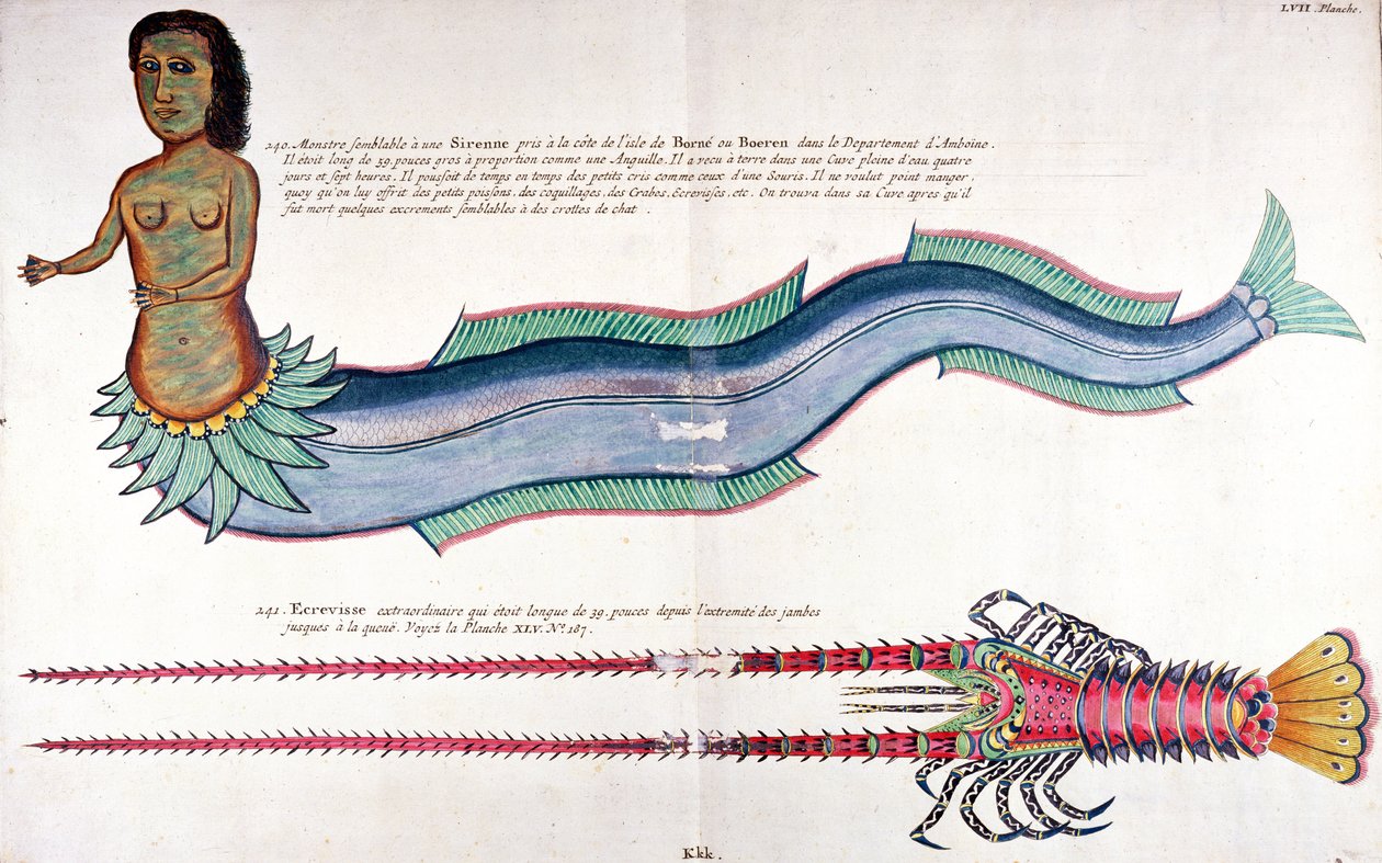 The Mermaid of Amboine (from 