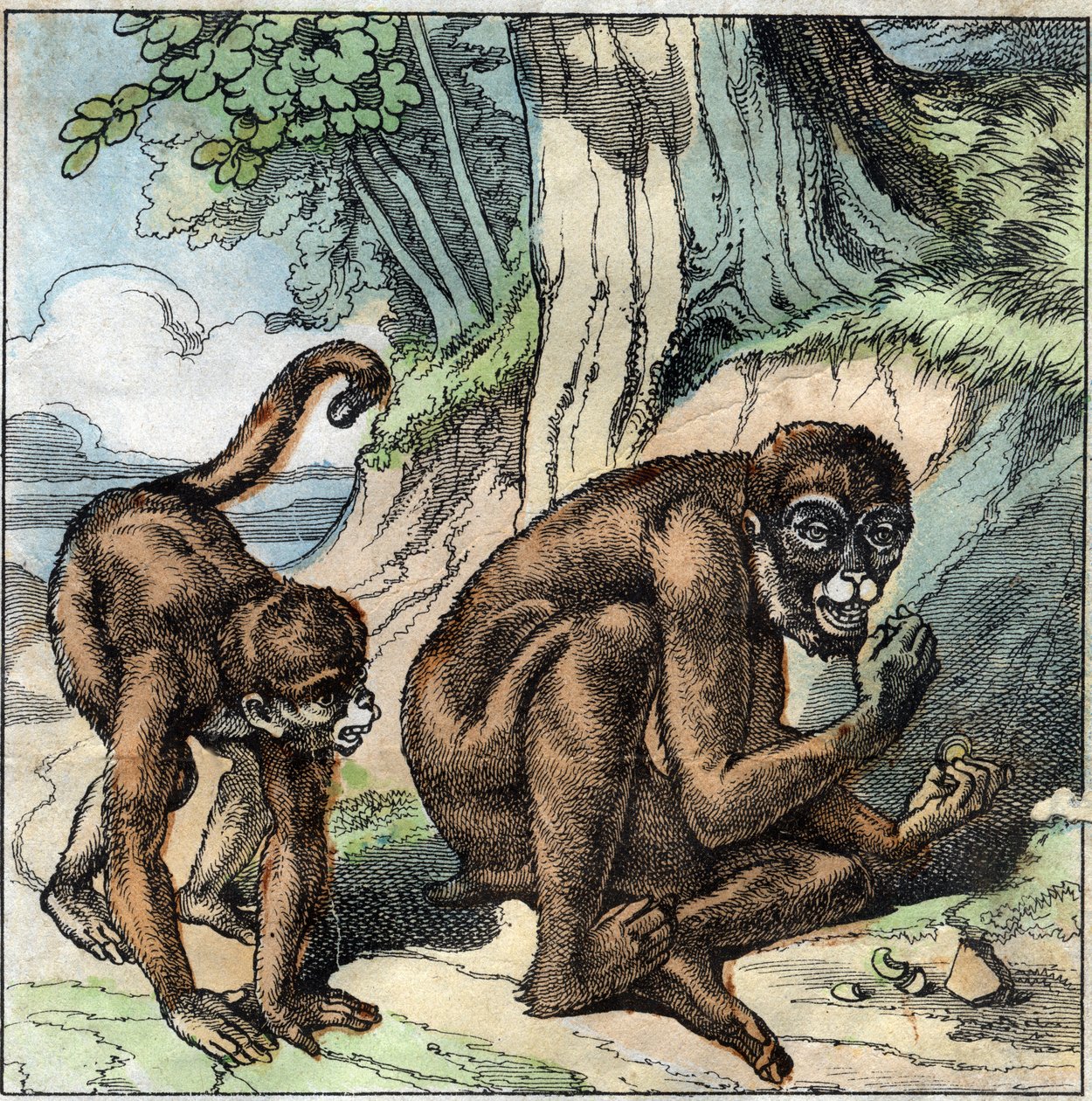 The Monkey and the Nut. Fable by Jean-Pierre-Claris by Florian (1755-1794) novelist, poet and fabulist French. Illustration of the end of the 19th century. by French School