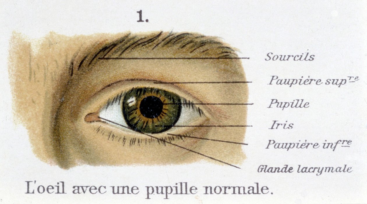 The eye with a normal pupil (detail) by French School