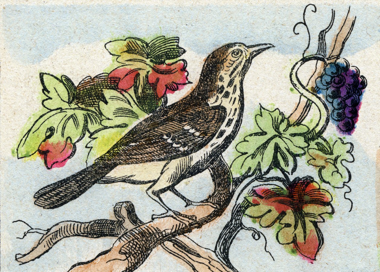 Thrush (Engraving in "Buffon Alphabet des Oiseaux n 1") by French School