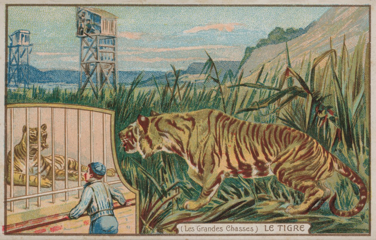Tiger by French School