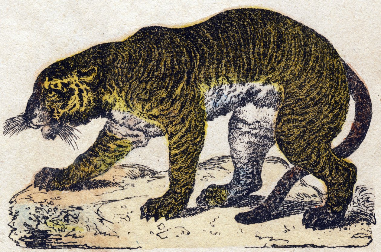 Tiger by French School