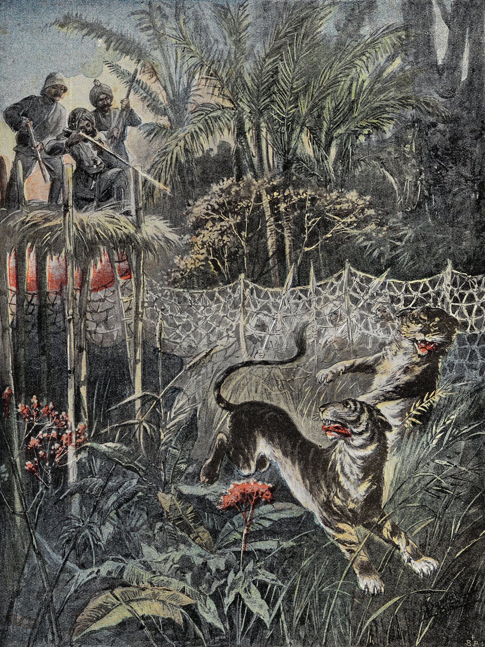 Tiger hunting in the jungles in India: the fenders are behind the net and the hunters are in safety on the belvedere. Engraving in Le Pelerin, on the 05/02/1899. Selva Coll. by French School