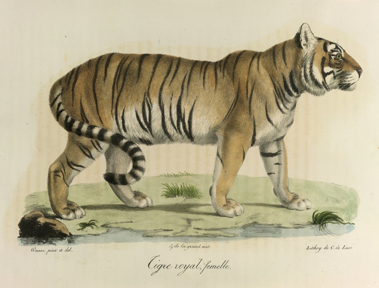 A female royal tiger, from Histoire Naturelle des Mammifères by French School