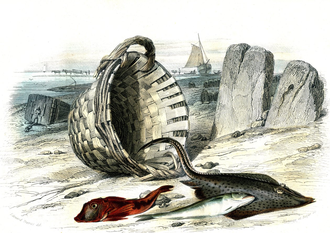 Trigle Grondin (Trigle Cuculus), Whiting (Merlangius Merlangus), Raie Grondin (Dipturus Batis) - Plate Extracted from Histoire Naturelle by Bernard Germain de Lacepede (1856-1925), Edition P. Furme, Paris by French School