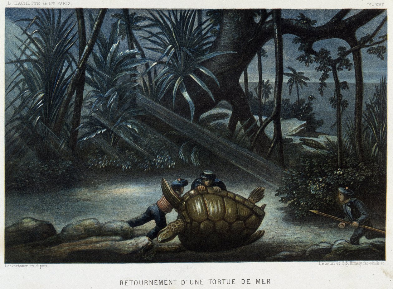 Turtle of a Sea Turtle - in “The World of the Sea” by Alfred Fredol, Hachette, Paris by French School