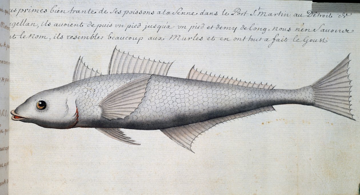 Unknown fish, Strait of Magellan, watercolour from log book by Jacques Gouin de Beauchesne, captain of Compagnie royale de la Mer du Sud, from 1698 to 1701, France by French School