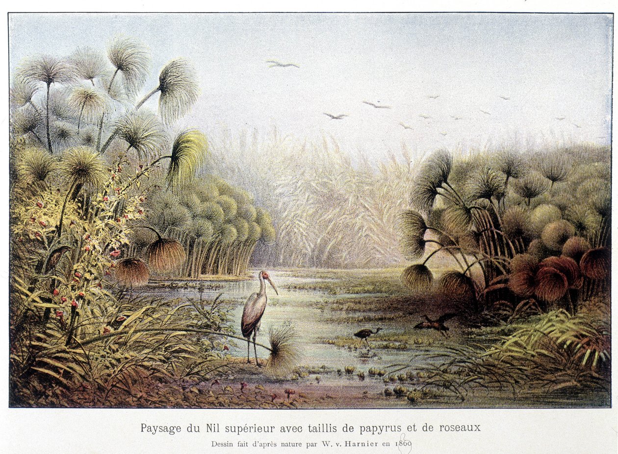 Upper Nile Passage with Papyrus and Reed Coppice by French School