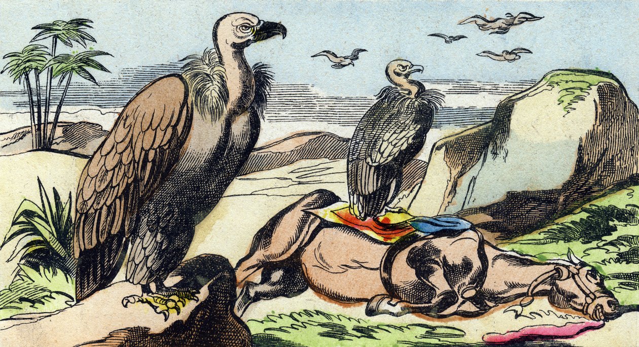 Vultures (Engraving in "Buffon Alphabet des Oiseaux n 1") by French School
