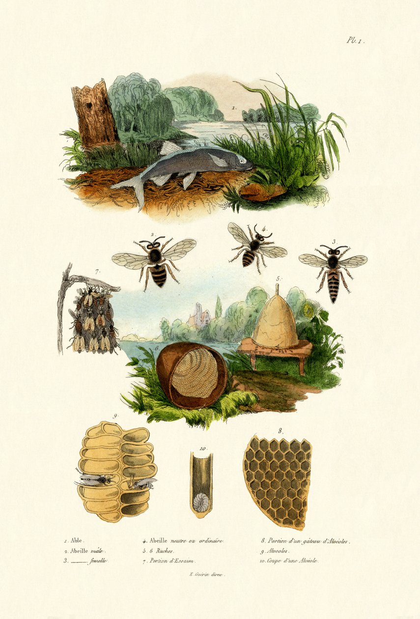 White Aspe, 1833-39 by French School