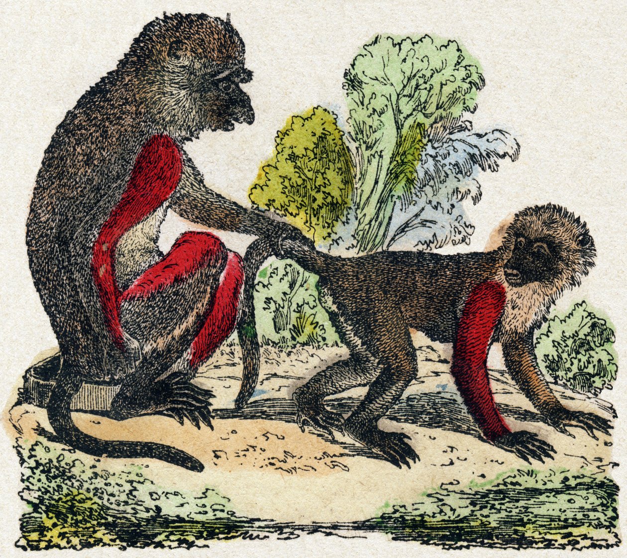 Yarques. Engraving in 