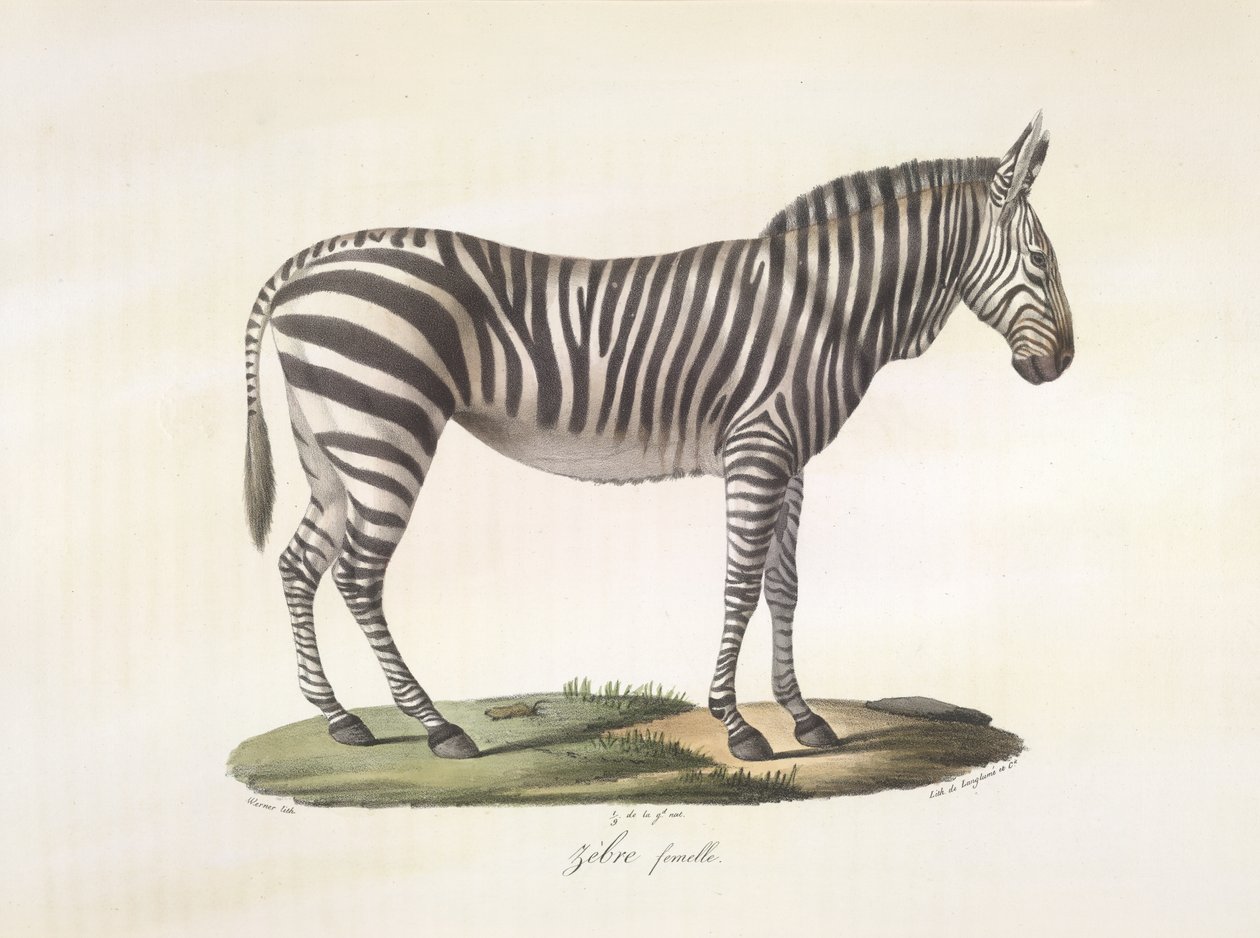 Female zebra, from Histoire Naturelle des Mammifères by French School