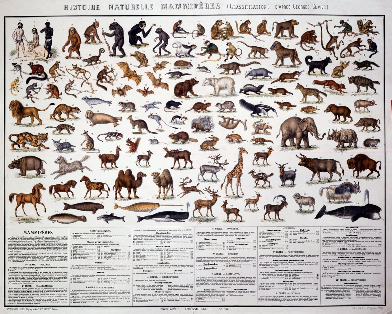 Zoology: classification of mammals according to the French biologist Georges Cuvier (1769-1832) by French School