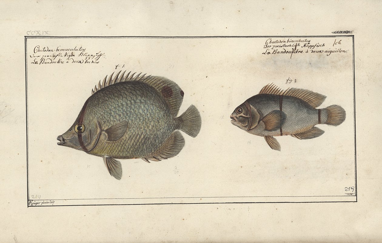 Chaetodon Ocellatus, before 1790 by Friedrich August Kruger
