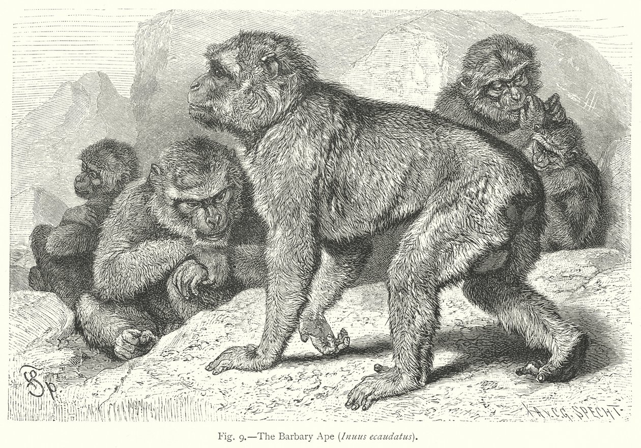 The Barbary Ape (Inuus Ecaudatus) by Friedrich Specht