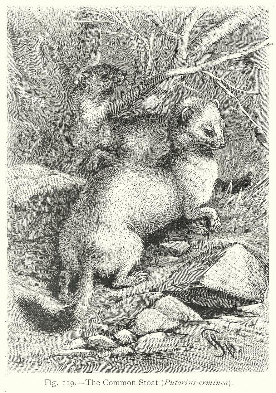 The Common Stoat (Putorius Erminea) by Friedrich Specht