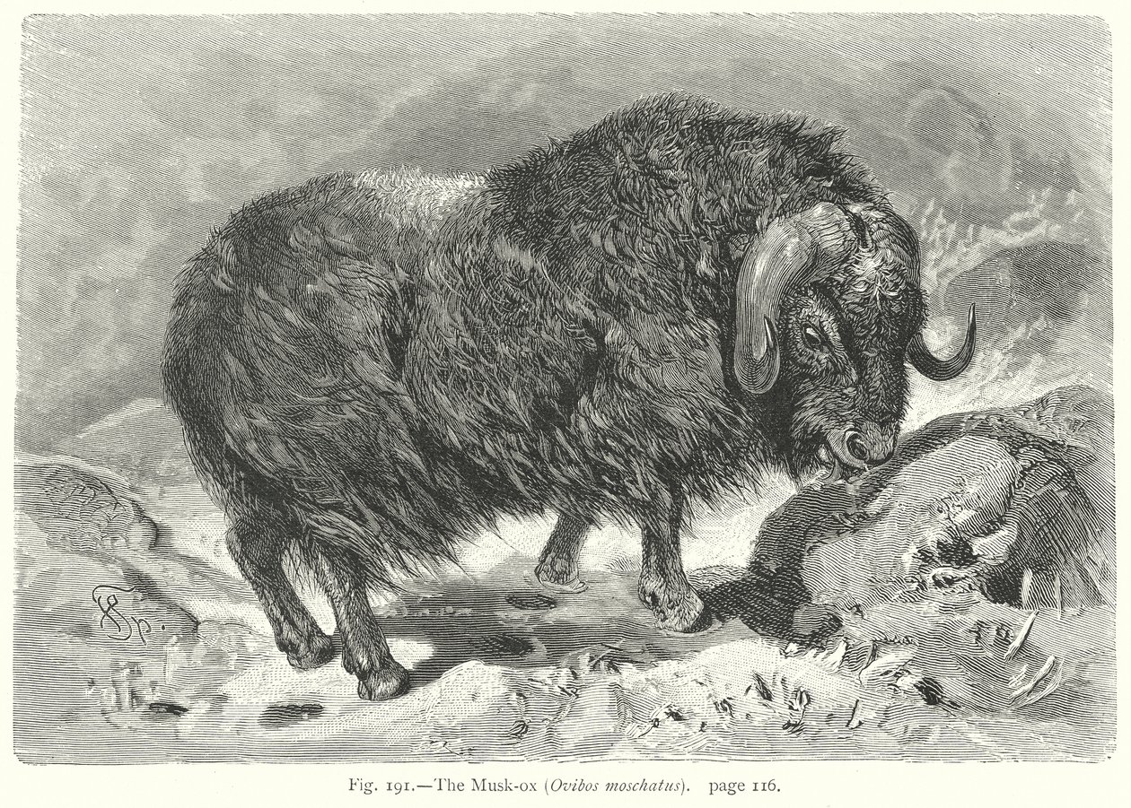 The Musk-Ox (Ovibos Moschatus) by Friedrich Specht