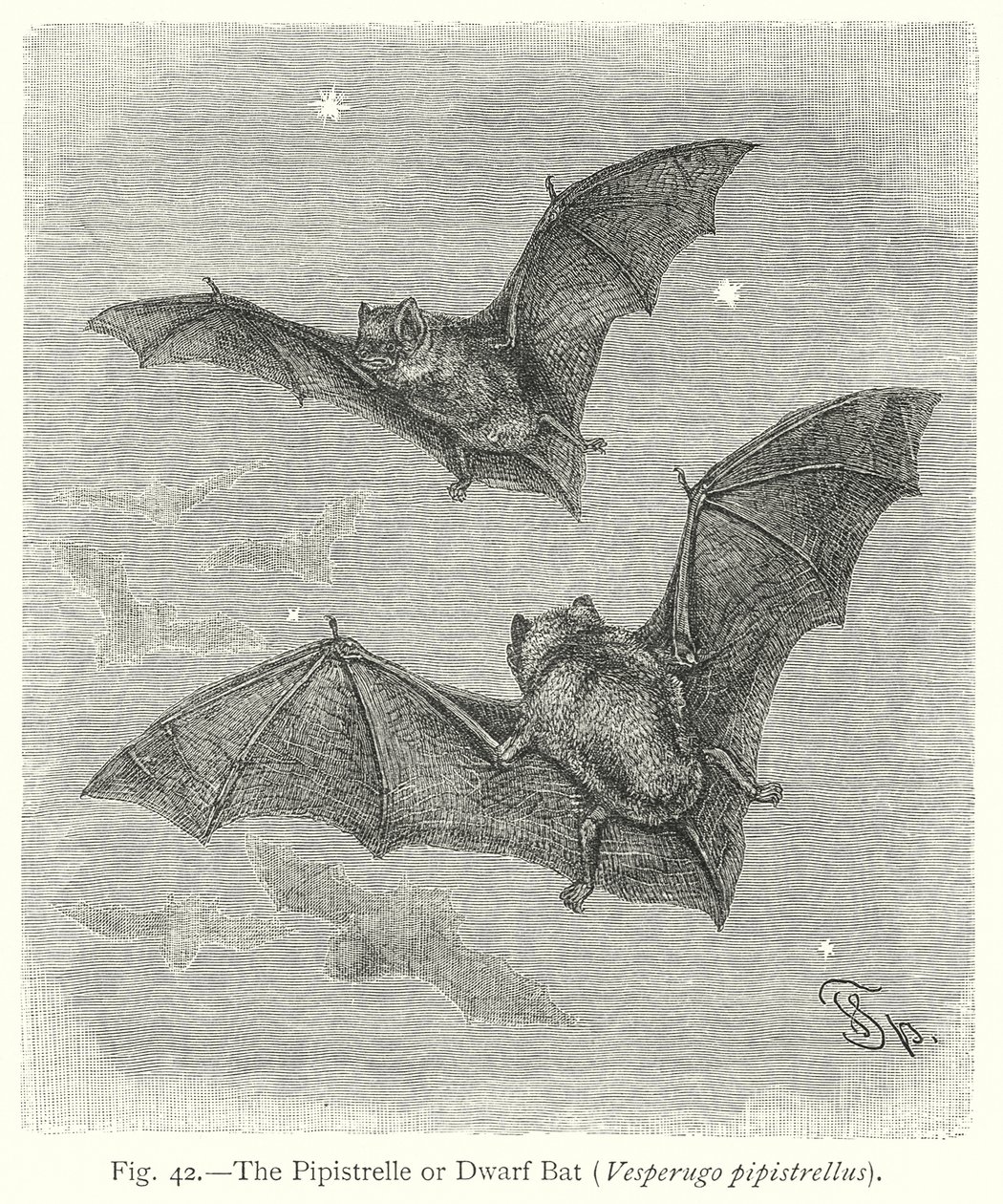 The Pipistrelle or Dwarf Bat (Vesperugo Pipistrellus) by Friedrich Specht