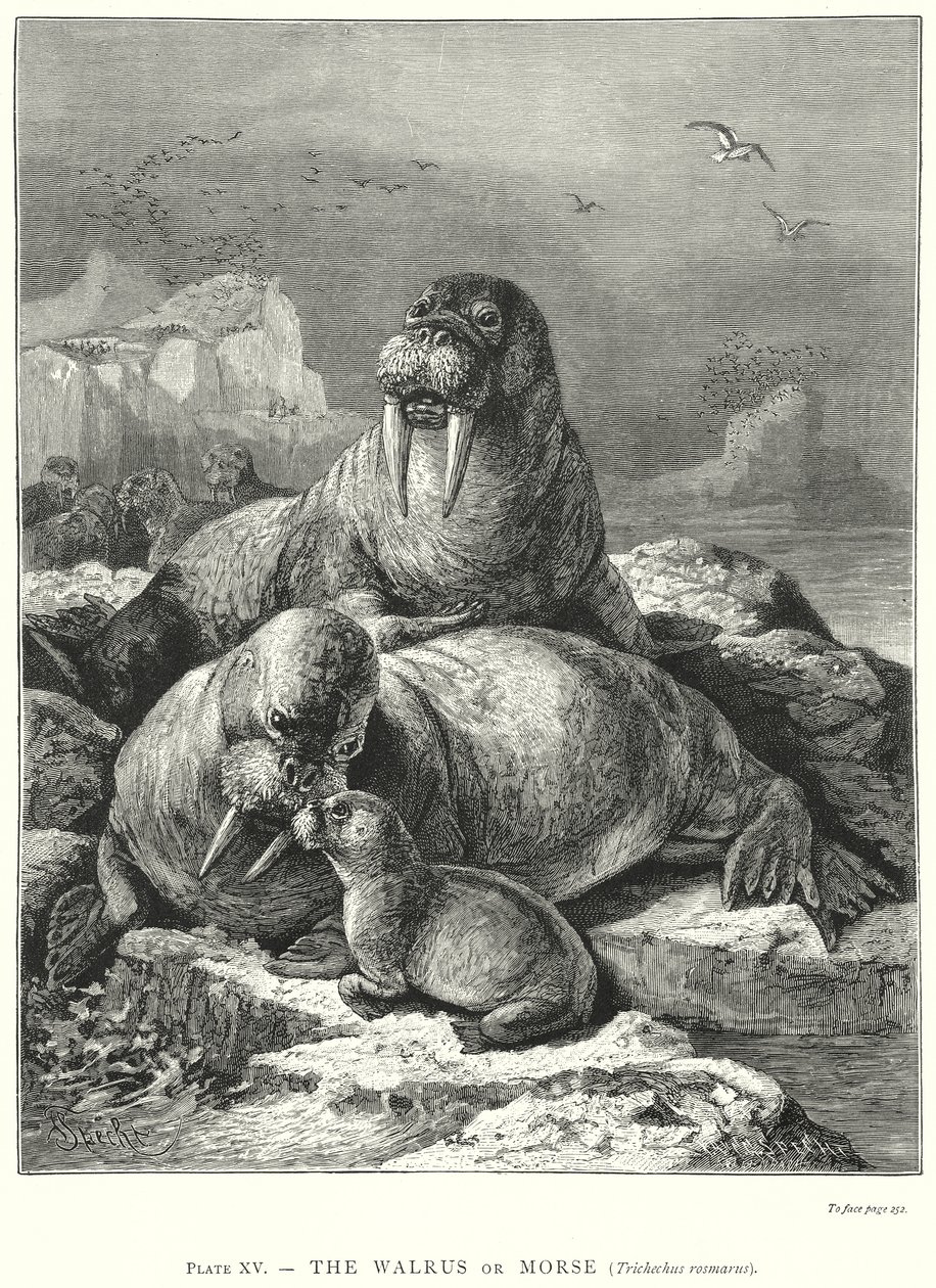 The Walrus or Morse (Trichechus Rosmarus) by Friedrich Specht