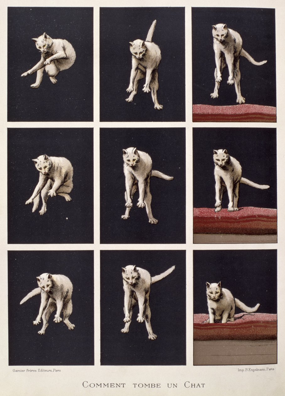 How a Cat Falls, from Les Dernieres Merveilles de la Science by Daniel Bellet by G. Lasellaz