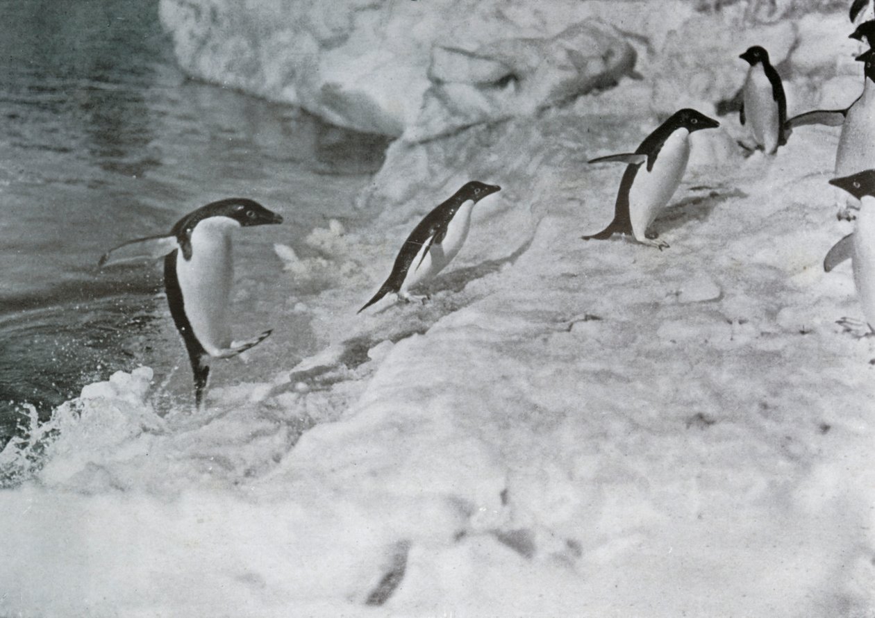 Penguins Jumping On to The Ice-Foot by G. Murray Levick