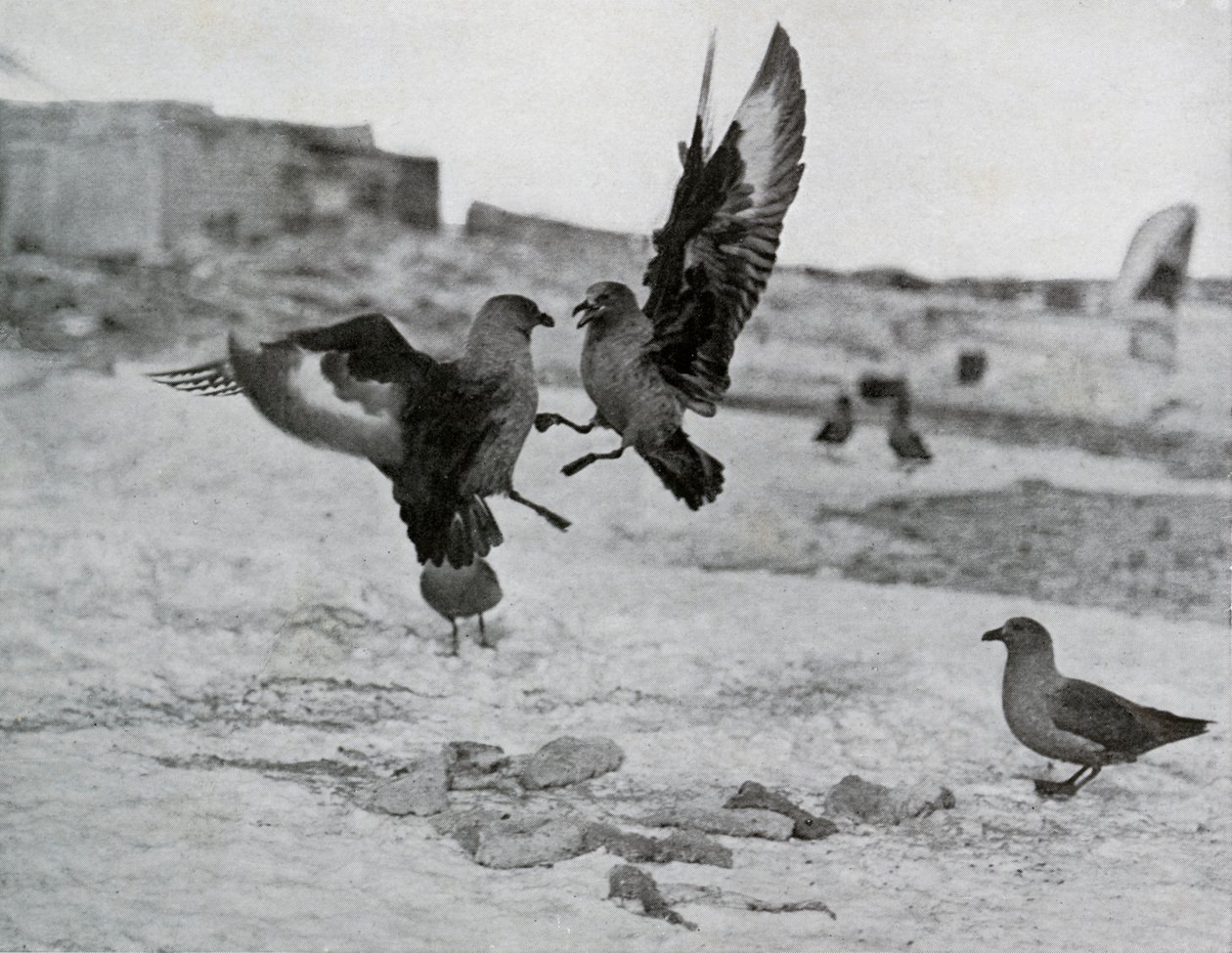 Skua Gulls Fighting Over Some Blubber by G. Murray Levick