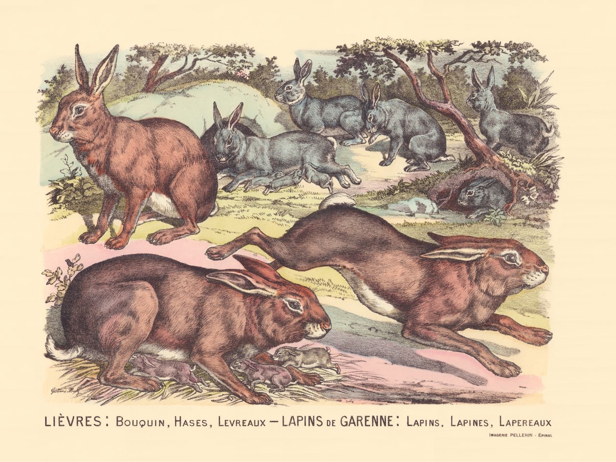 Hares: Book, Hares, Lips Garenne Rabbits: Rabbits, Rabbits, Rabbits by Gabriel Gostiaux