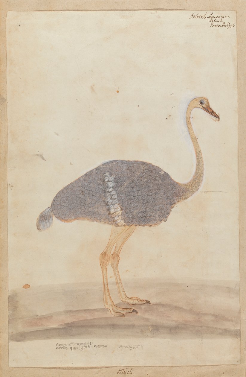 Ostrich by Gangaram Chintaman Tambat