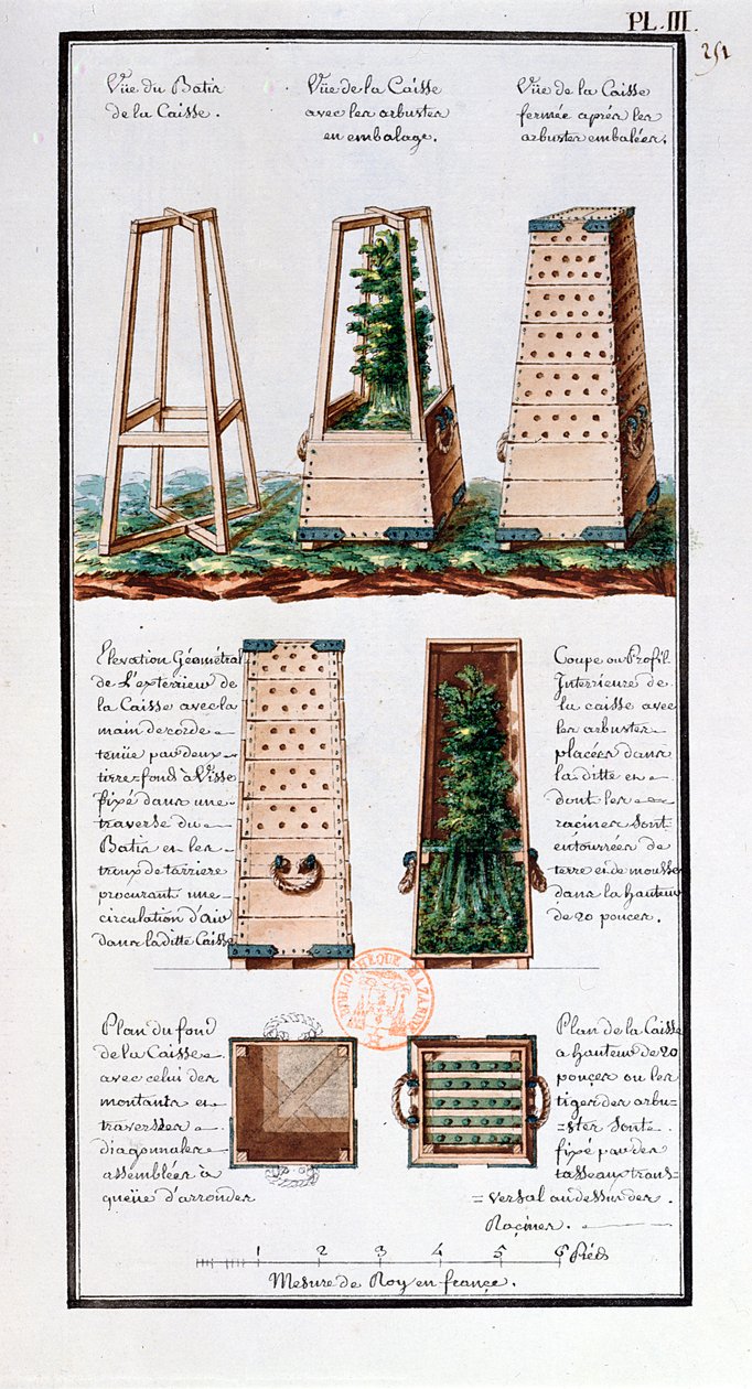 Illustration of a special cabinet for transporting shrubs and bushes, from the artist