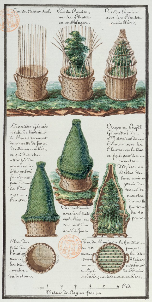 Illustration of a woven basket for transporting plants, from the artist
