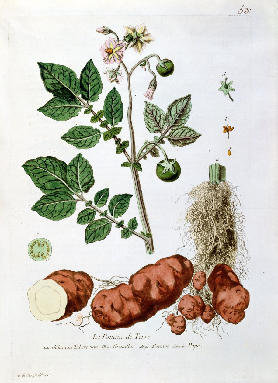 Potato, Botanical Plate from 