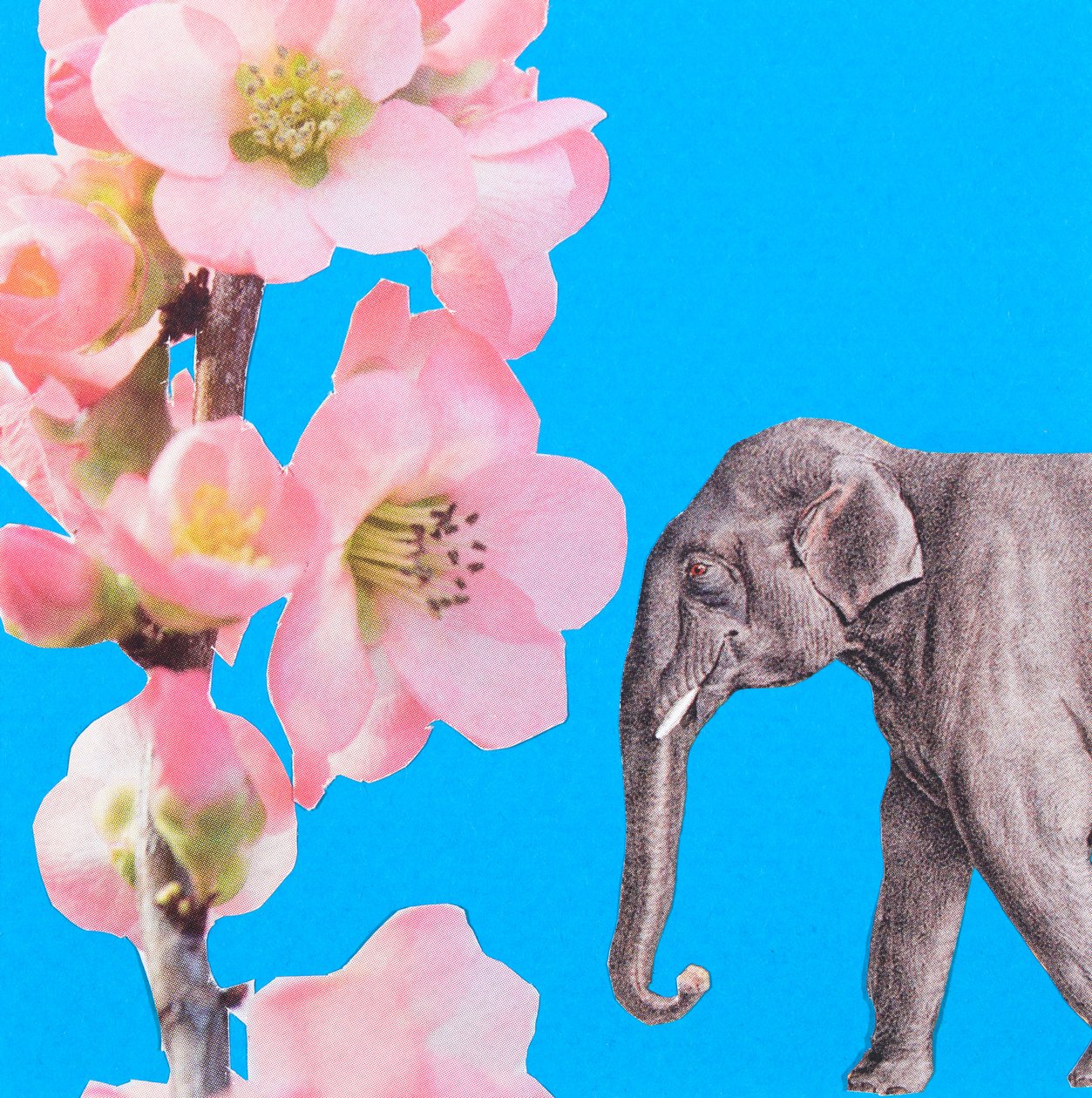 Elephant Blossom by Genevieve French