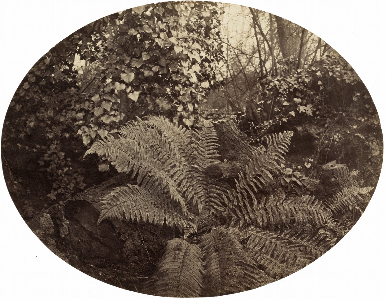 Winter Fronds of the Prickly Fern, 1862 by Geoffrey Bevington