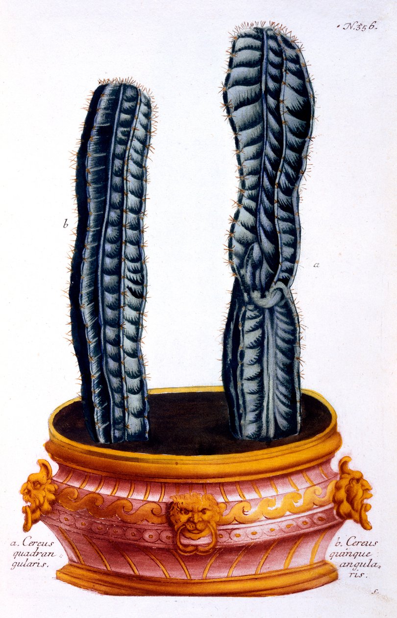 Cereus Quadrangularis and Cereus Quinque Angularis, from 