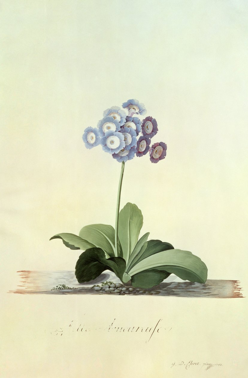 Fille Amoureuse (Blue Auricula) by Georg Dionysius Ehret