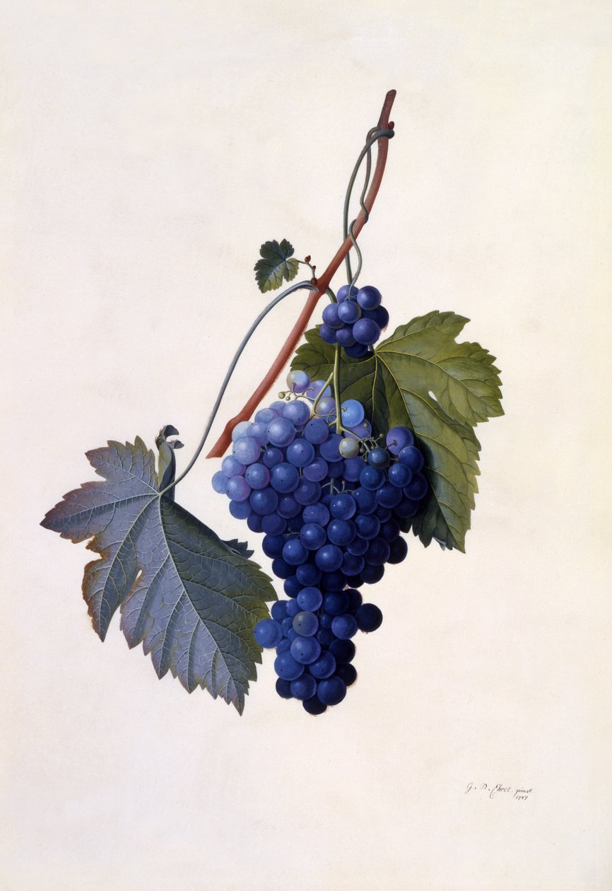 Grapes by Georg Dionysius Ehret