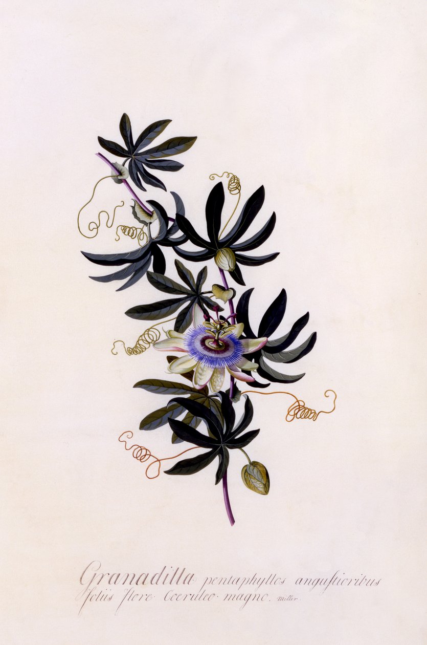 Passiflora Granadilla by Georg Dionysius Ehret