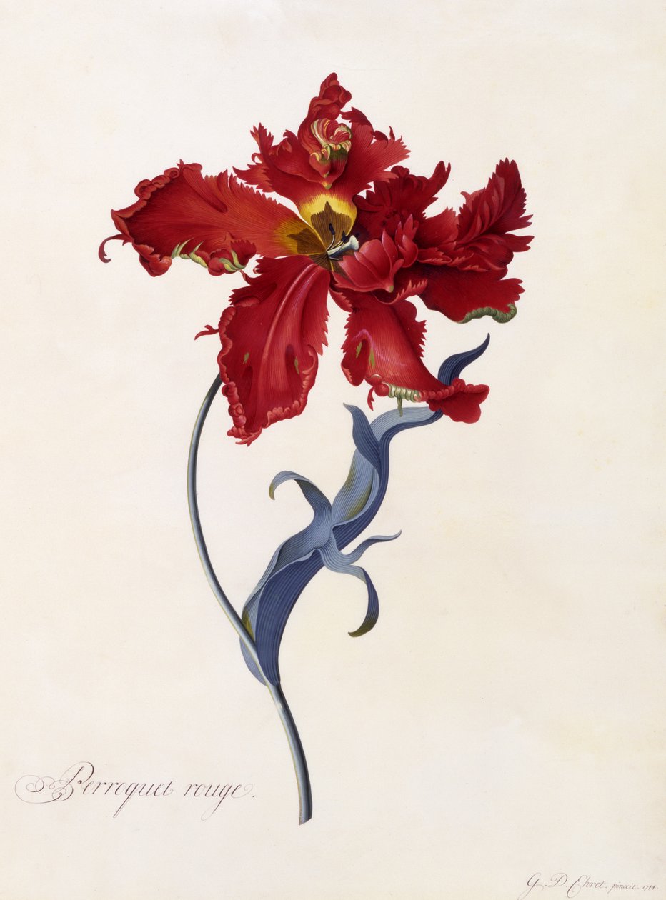 Perroquet Rouge by Georg Dionysius Ehret